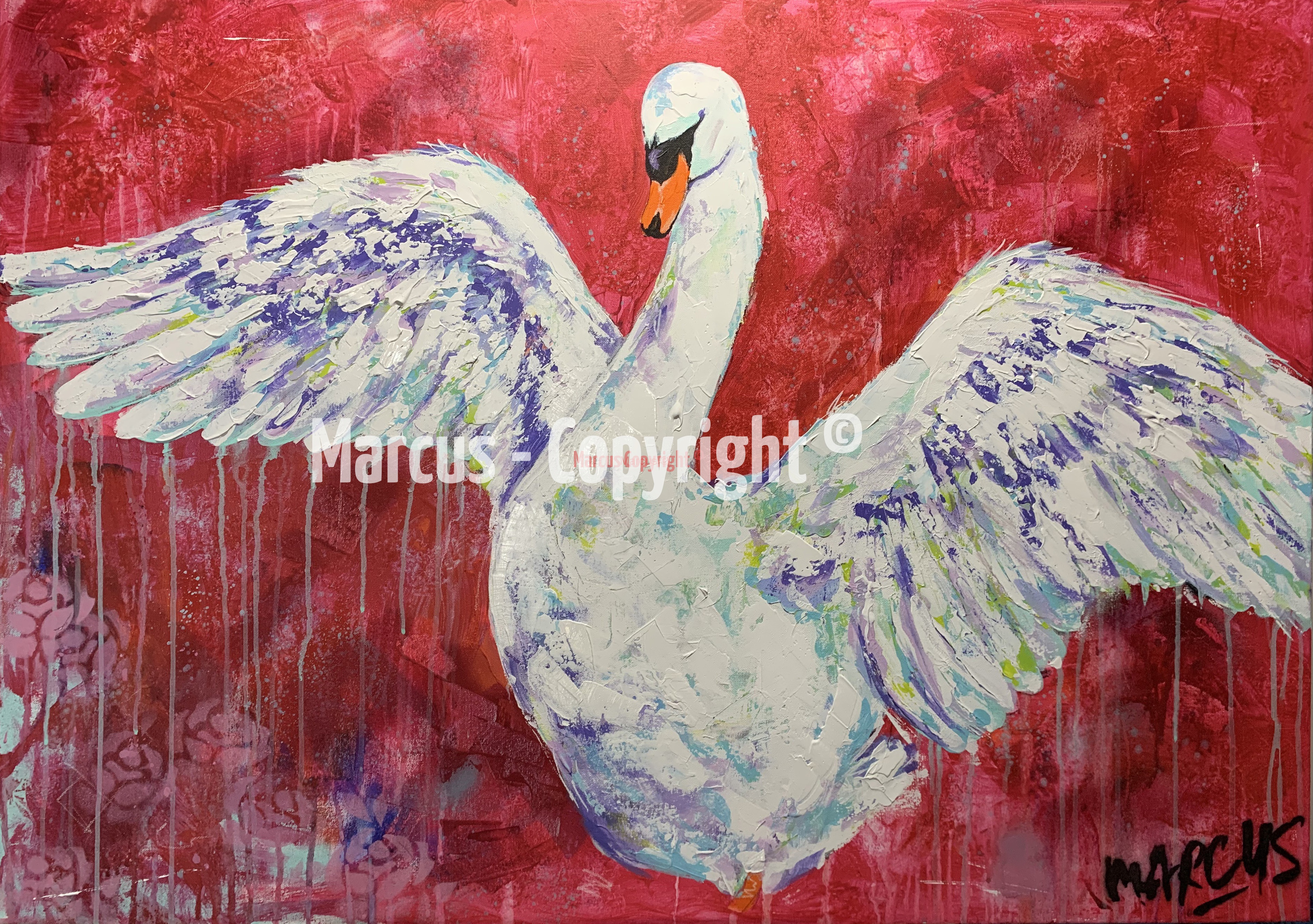 Marcus | The swan rises